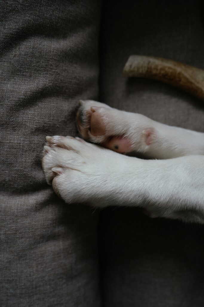 Adorable close-up of a puppy's paws on a soft fabric surface.